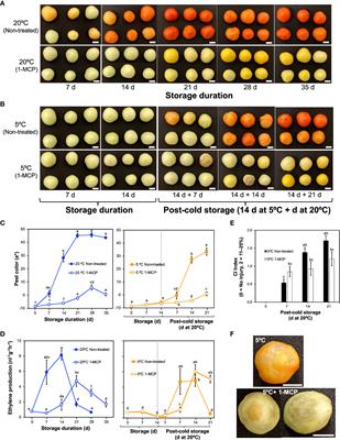 Transcriptomic analysis in tomato fruit reveals divergences in genes involved in cold stress response and fruit ripening